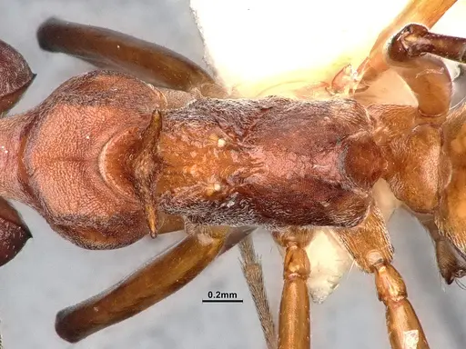 Dolichoderus cuspidatus - SMFHYM0008918