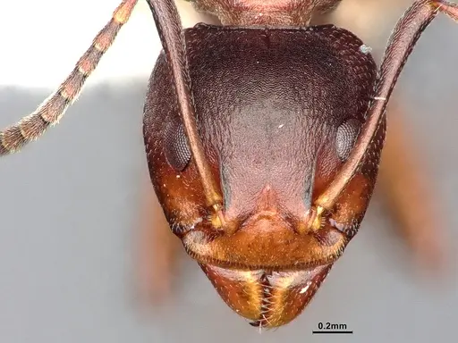 Dolichoderus cuspidatus - SMFHYM0008918