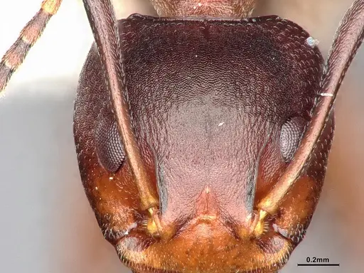 Dolichoderus cuspidatus - SMFHYM0008918