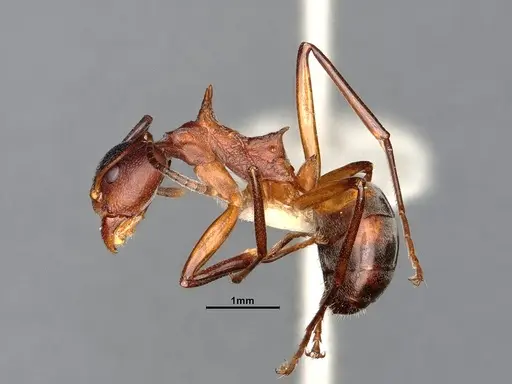 Dolichoderus cuspidatus - SMFHYM0008918