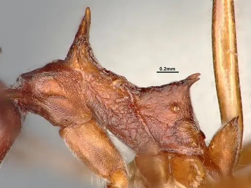 Dolichoderus cuspidatus - SMFHYM0008918