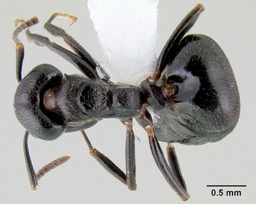 Dolichoderus debilis specimen