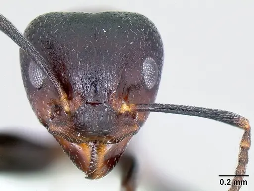 Dolichoderus debilis specimen