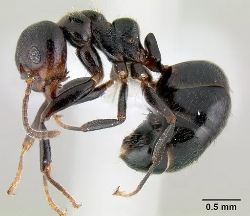 Dolichoderus debilis specimen