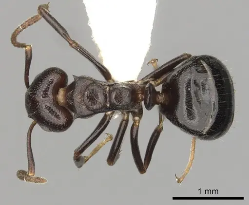 Dolichoderus debilis - CASENT0249657