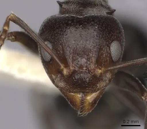 Dolichoderus debilis - CASENT0249657