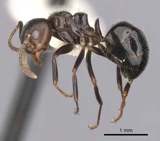 Dolichoderus debilis - CASENT0249657