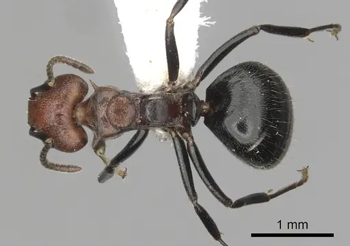 Dolichoderus debilis - CASENT0249658