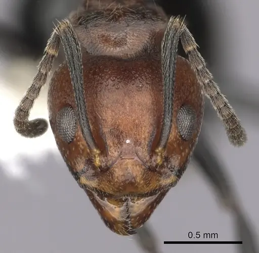 Dolichoderus debilis - CASENT0249658