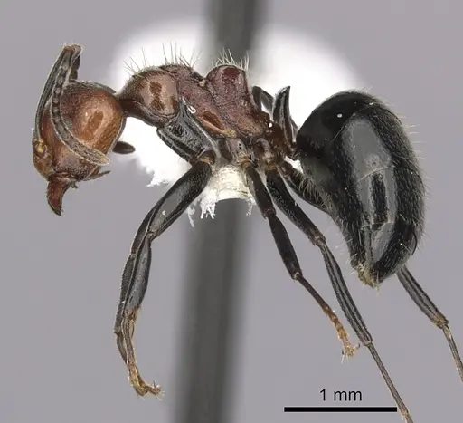 Dolichoderus debilis - CASENT0249658