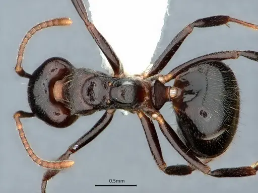 Dolichoderus debilis - CASENT0886014