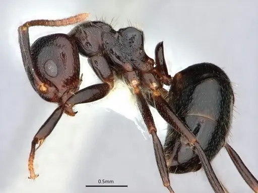 Dolichoderus debilis - CASENT0886014