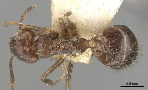 Dolichoderus debilis - CASENT0902951