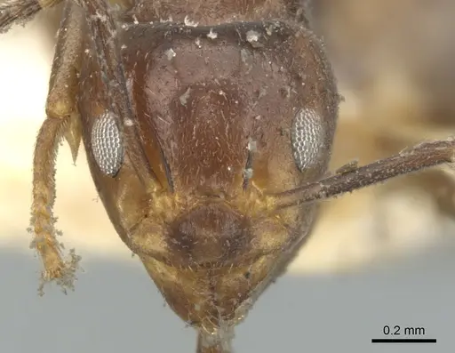 Dolichoderus debilis - CASENT0902951