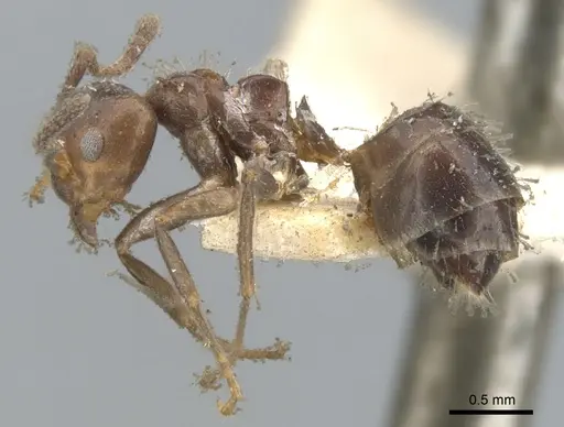 Dolichoderus debilis - CASENT0902951