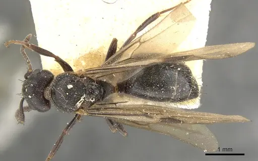 Dolichoderus debilis - CASENT0902952