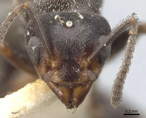 Dolichoderus debilis - CASENT0902952