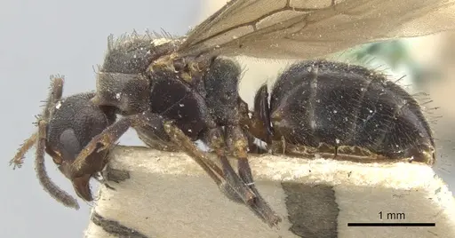 Dolichoderus debilis - CASENT0902952