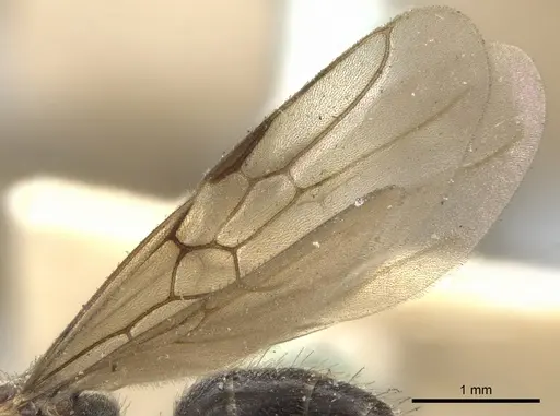 Dolichoderus debilis - CASENT0902952