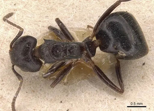 Dolichoderus debilis - CASENT0905035