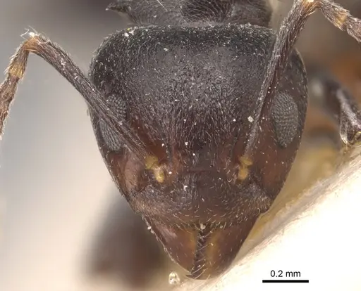 Dolichoderus debilis - CASENT0905035