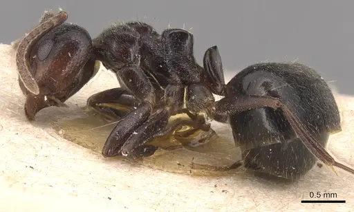 Dolichoderus debilis - CASENT0905035