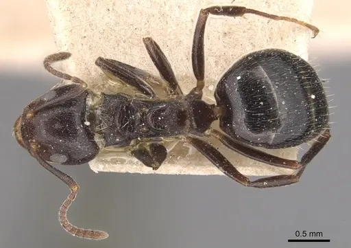 Dolichoderus debilis - CASENT0905037