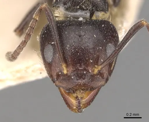 Dolichoderus debilis - CASENT0905037