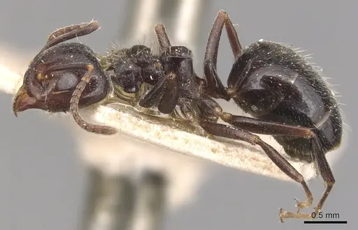 Dolichoderus debilis - CASENT0905037