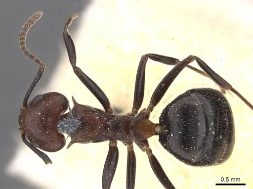 Dolichoderus debilis - CASENT0909453