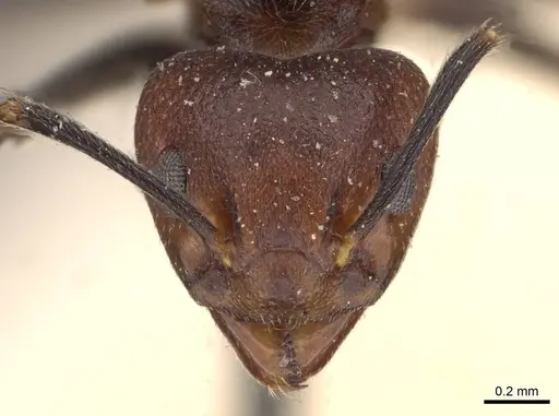 Dolichoderus debilis - CASENT0909453