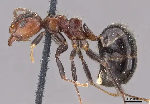 Dolichoderus debilis - CASENT0909453