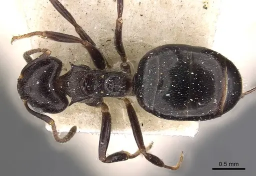 Dolichoderus debilis - CASENT0909454