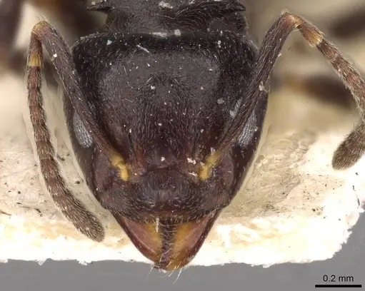 Dolichoderus debilis - CASENT0909454