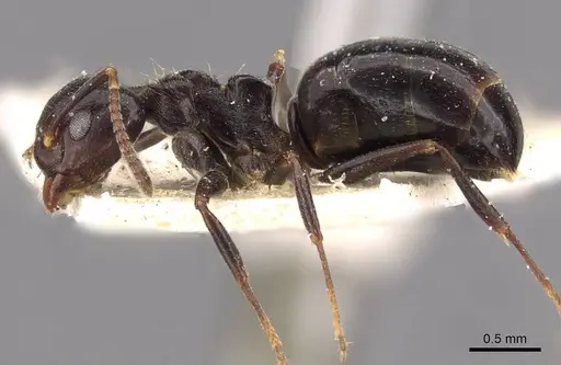 Dolichoderus debilis - CASENT0909454