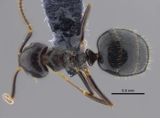 Dolichoderus debilis - CBUMAGENT41845