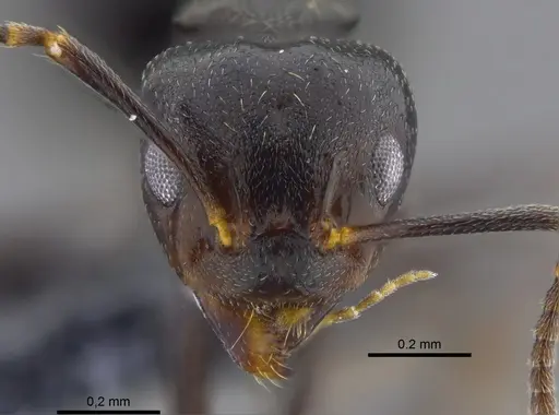 Dolichoderus debilis - CBUMAGENT41845