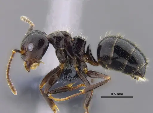 Dolichoderus debilis - CBUMAGENT41845