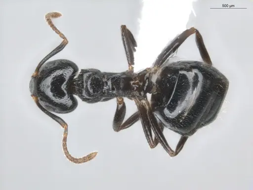 Dolichoderus debilis - ECOFOG-BUG-0212-01