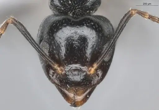 Dolichoderus debilis - ECOFOG-BUG-0212-01