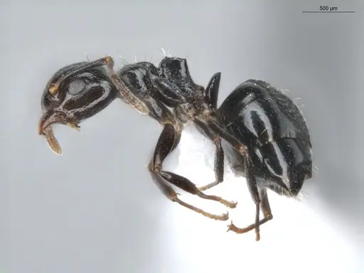 Dolichoderus debilis - ECOFOG-BUG-0212-01