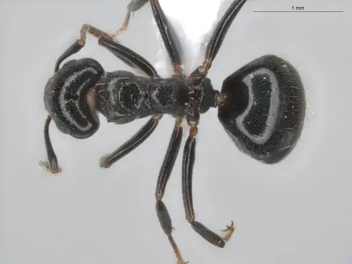 Dolichoderus debilis - ECOFOG-BUG-0468-12