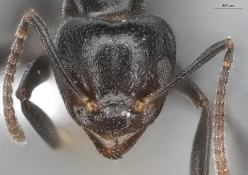 Dolichoderus debilis - ECOFOG-BUG-0468-12