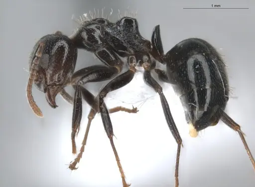 Dolichoderus debilis - ECOFOG-BUG-0468-12