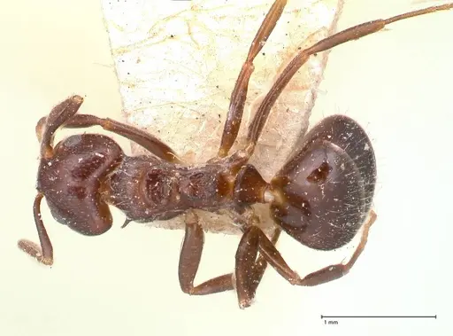 Dolichoderus debilis - FOCOL0777-1