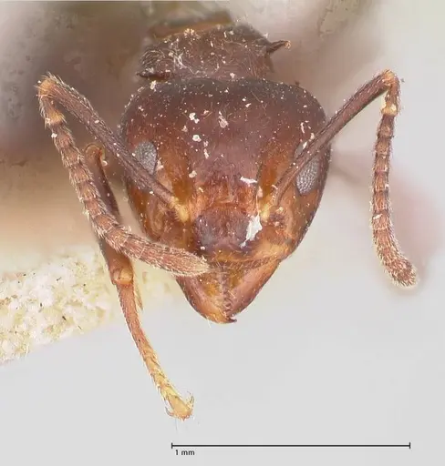 Dolichoderus debilis - FOCOL0777-1