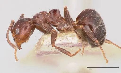 Dolichoderus debilis - FOCOL0777-1