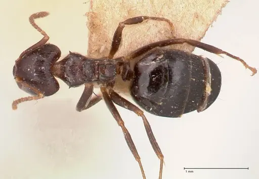 Dolichoderus debilis - FOCOL0777-2
