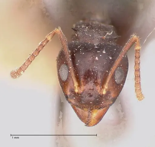 Dolichoderus debilis - FOCOL0777-2