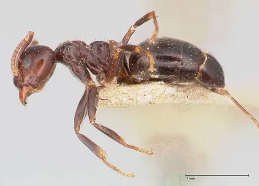 Dolichoderus debilis - FOCOL0777-2